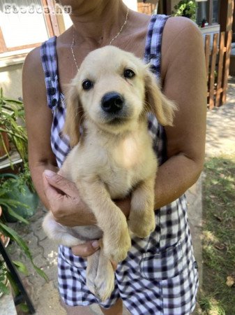 Golden retriever kiskutyák