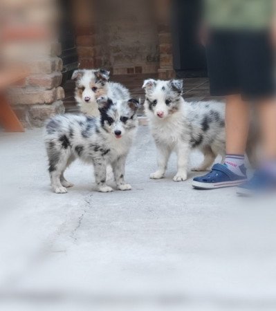 Border collie