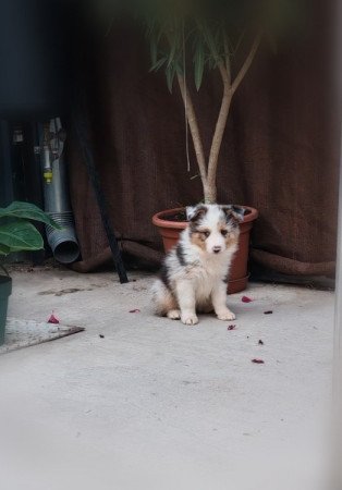 Border collie