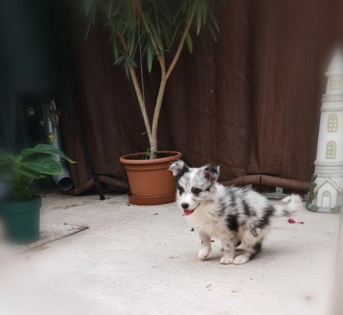 Border collie