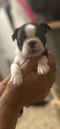 Boston Terrier