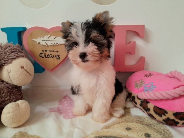 Biro Yorkshire terrier