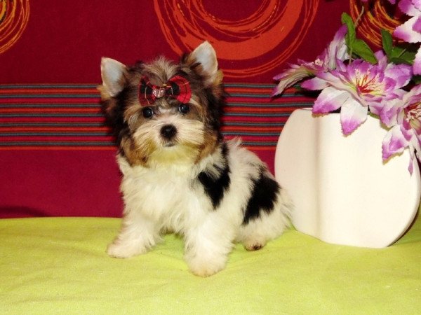 Biewer Yorkshire Terrier Yorki