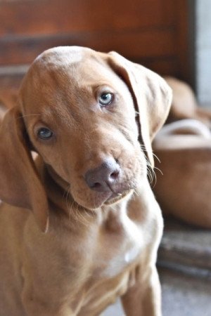 Vizsla