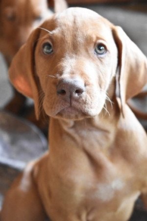 Vizsla