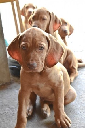 Vizsla