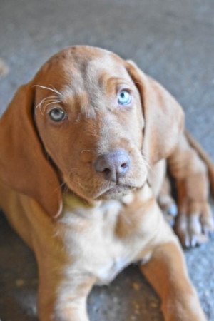 Vizsla