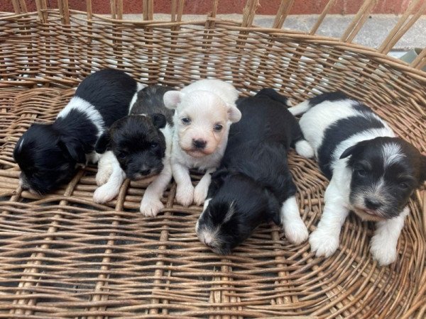 Bichon havanese