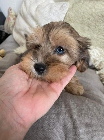 Maltipoo maltai es torpe uszkar