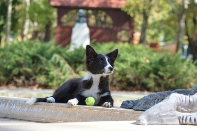 Border Collie