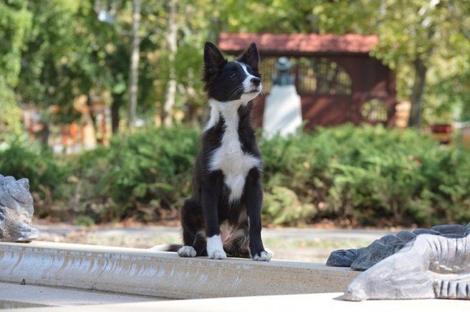 Border Collie