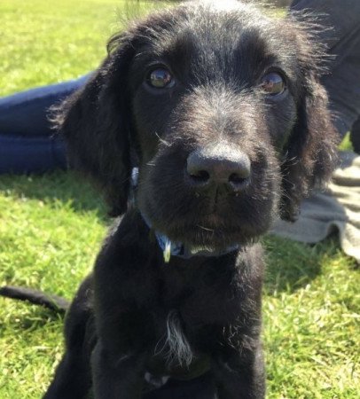 Labradoodle labrador es torpe uszkar