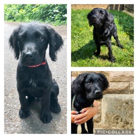 Labradoodle labrador es torpe uszkar