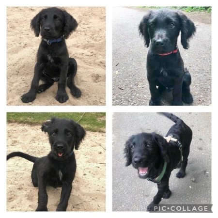 Labradoodle labrador es torpe uszkar