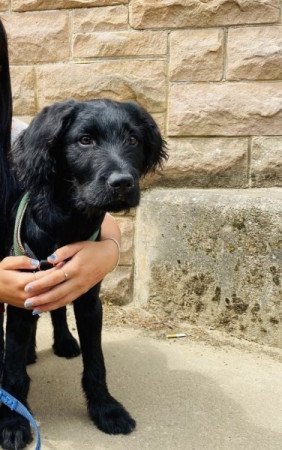 Labradoodle labrador es torpe uszkar