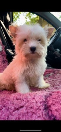 Golddust Yorkshire terrier