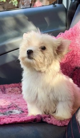 Golddust Yorkshire terrier