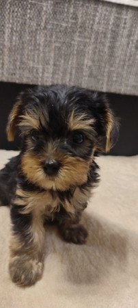 yorkshire terrier