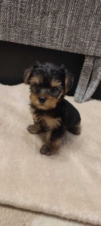 yorkshire terrier