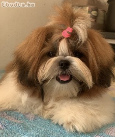 Shih Tzu kölykök, szukák, FCI