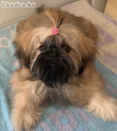 Shih Tzu kölykök, szukák, FCI