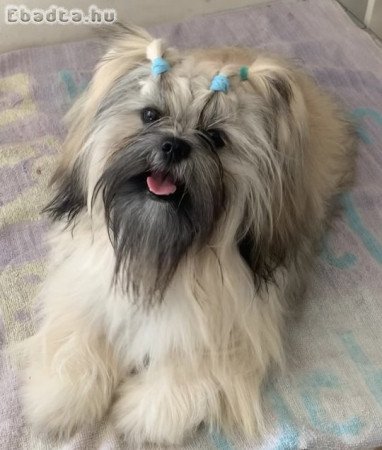 Shih Tzu, fiú, fci