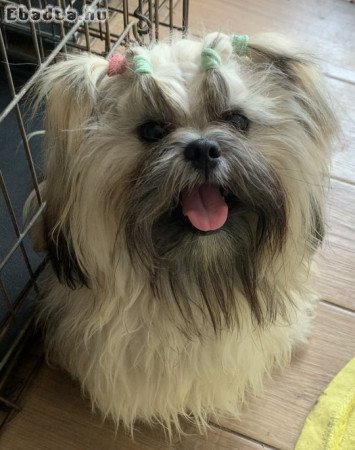 Shih Tzu, fiú, fci