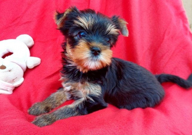 Yorkshire Terrier