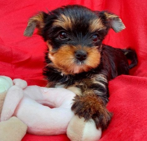 Yorkshire Terrier