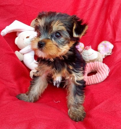 Yorkshire Terrier