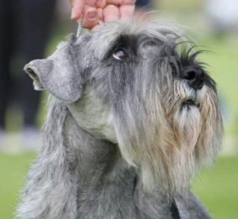 Közép schnauzer