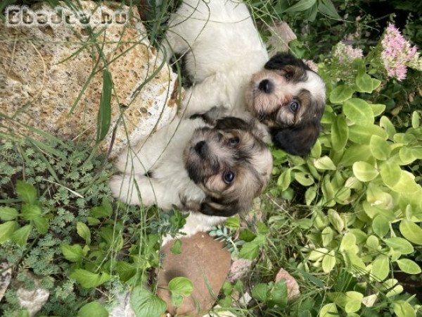 Gyönyörű havanese kiskutyik