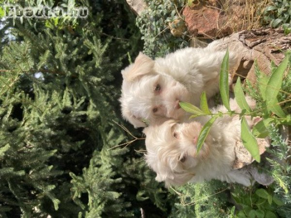 Gyönyörű havanese kiskutyik