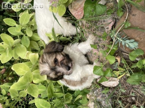 Gyönyörű havanese kiskutyik