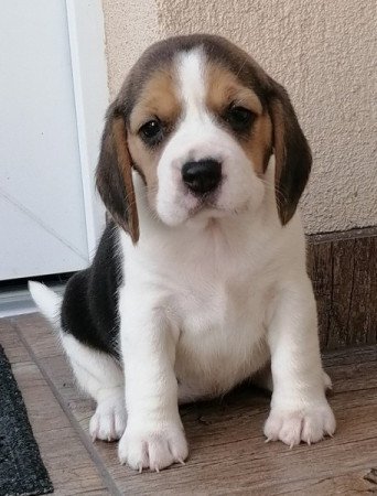 Beagle