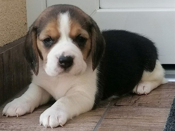 Beagle