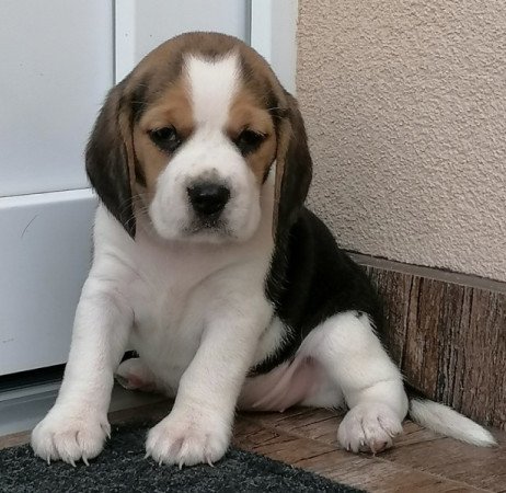 Beagle