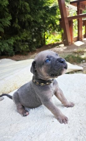 Cane corso