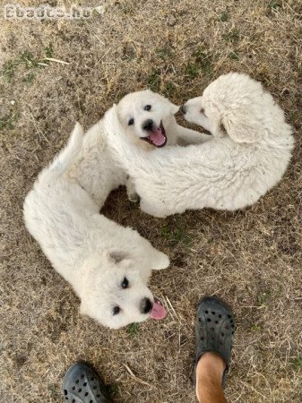 Kuvasz kölykök