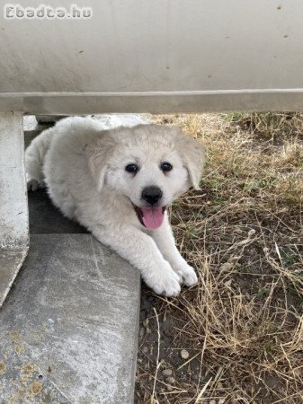 Kuvasz kölykök