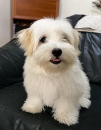 Bichon Havanese