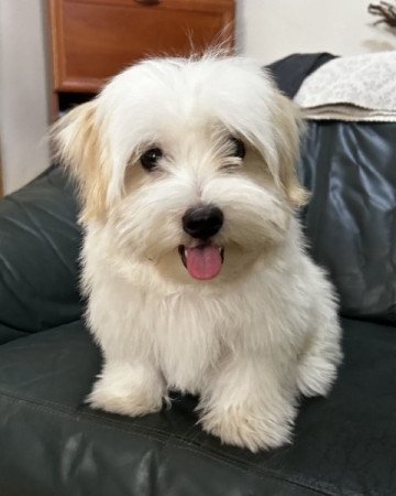 Bichon Havanese