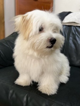 Bichon Havanese