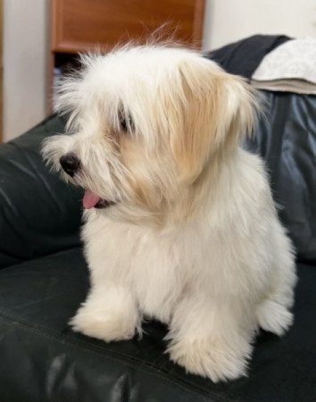 Bichon Havanese