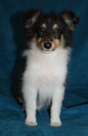 Sheltie (Shetland sheepdog)