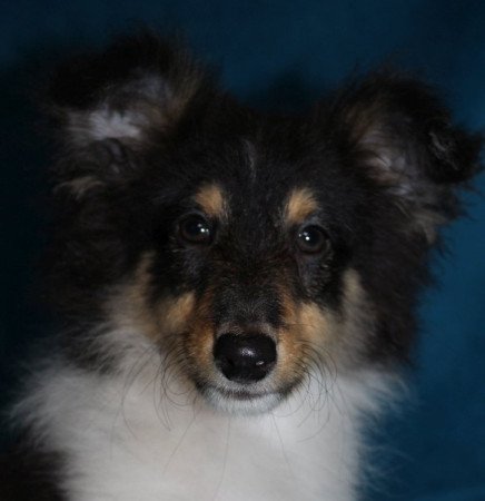 Sheltie (Shetland sheepdog)