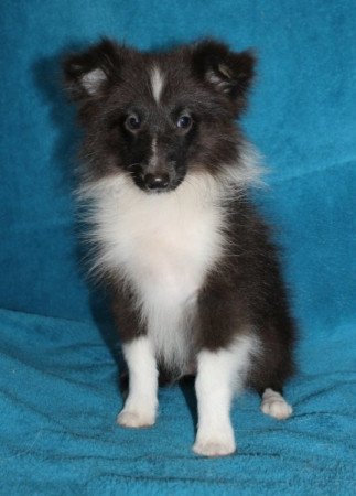 Sheltie (Shetland sheepdog)