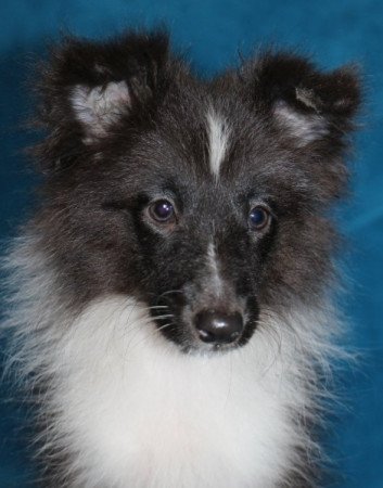 Sheltie (Shetland sheepdog)