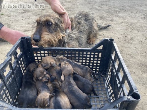 Drótszőrű tacskó, fajtatiszta jellegű