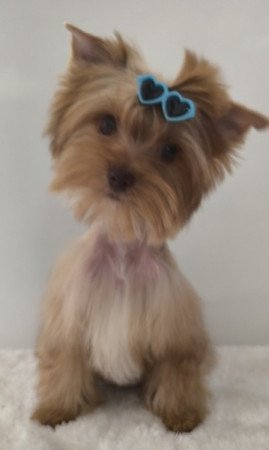 Yorkshire terrier